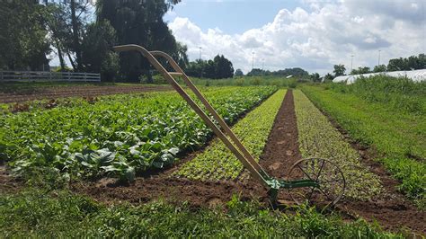 Market Gardening Success Group 